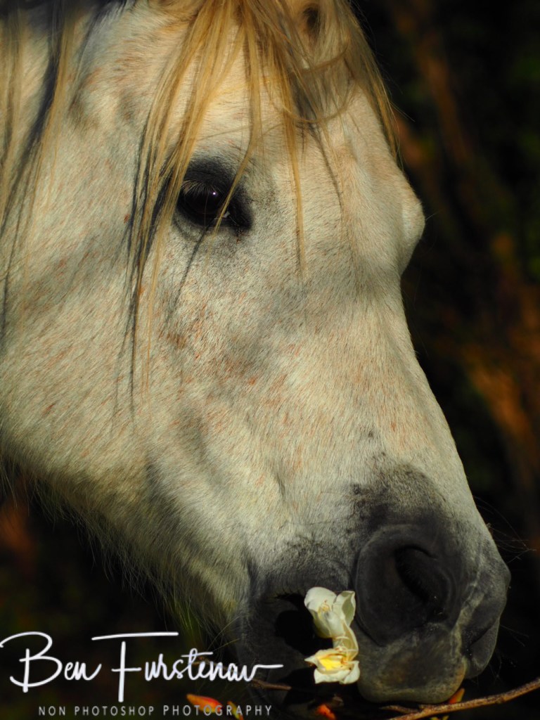 Valla, Northern New South Wales, Australia