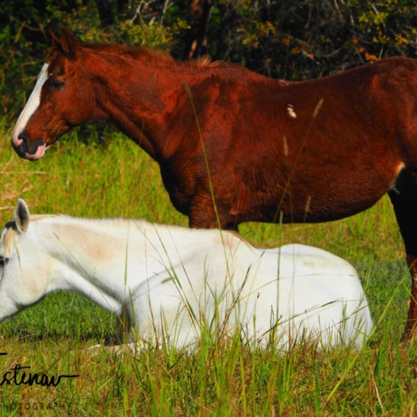 Valla, Northern New South Wales, Australia