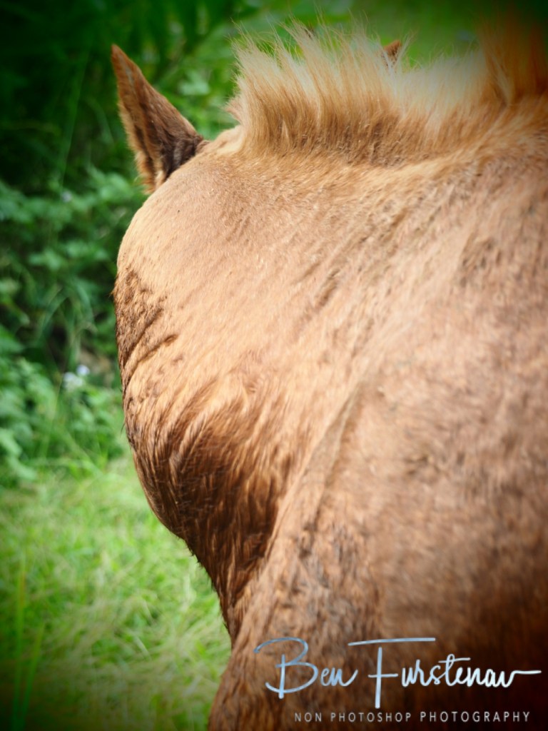 Valla, Northern New South Wales, Australia