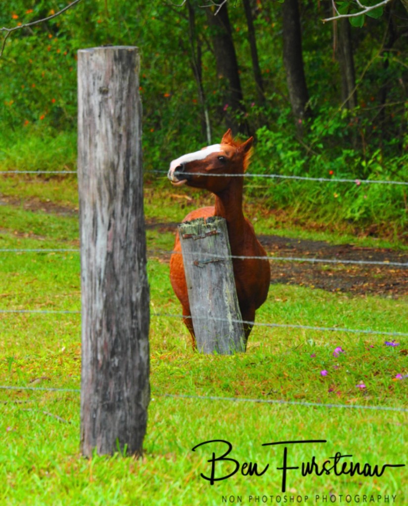 Valla, Northern New South Wales, Australia