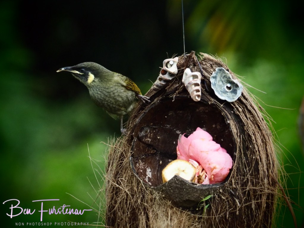 Valla, Northern New South Wales, Australia