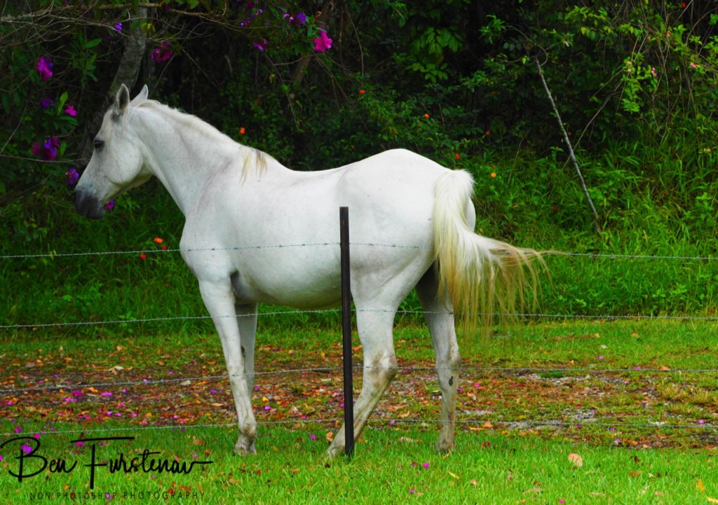 Valla, Northern New South Wales, Australia