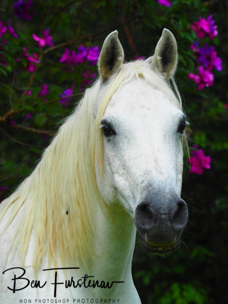 Valla, Northern New South Wales, Australia