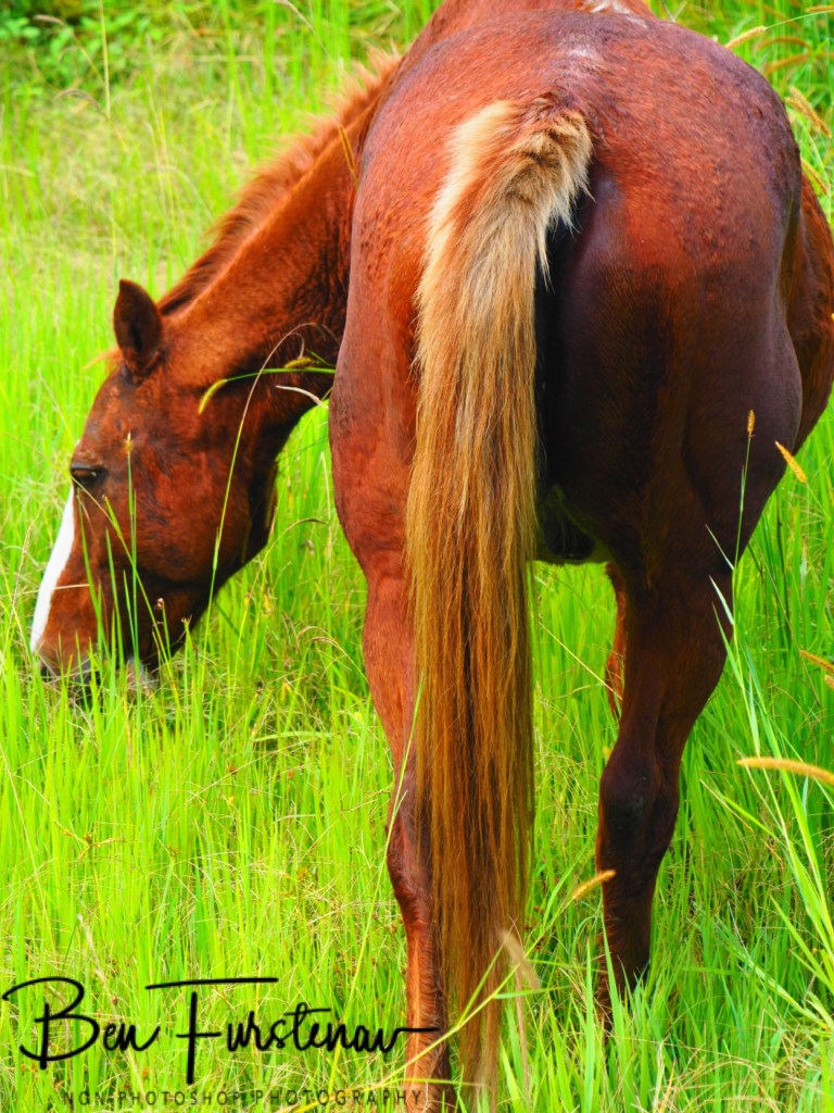 Valla, Northern New South Wales, Australia