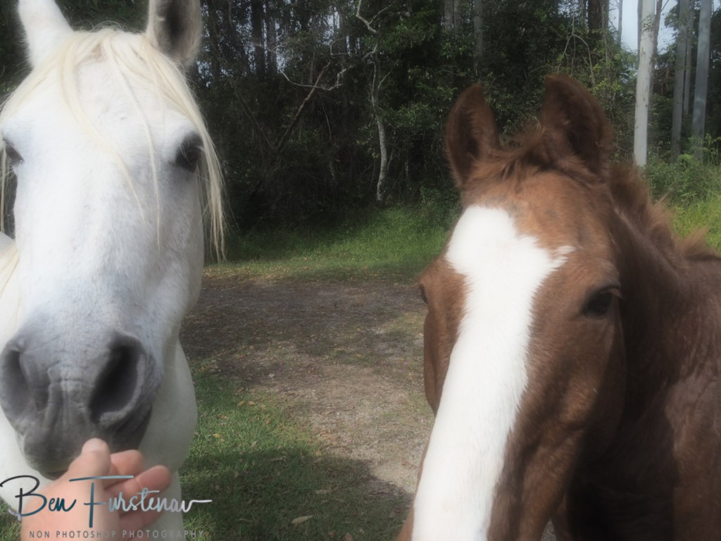 Valla, Northern New South Wales, Australia