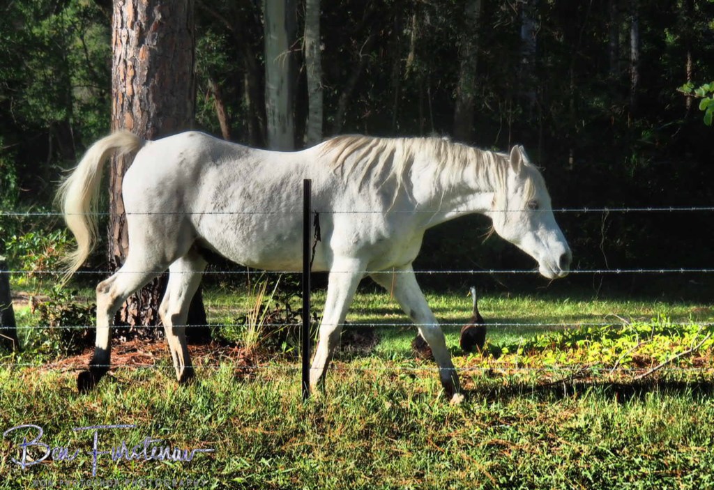 Valla, Northern New South Wales, Australia