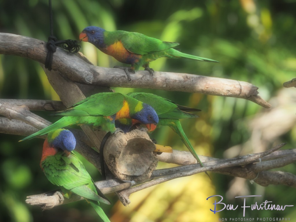 Valla, Northern New South Wales, Australia