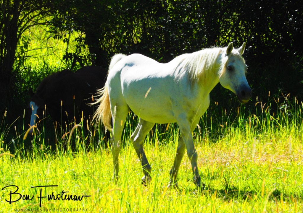 Valla, Northern New South Wales, Australia
