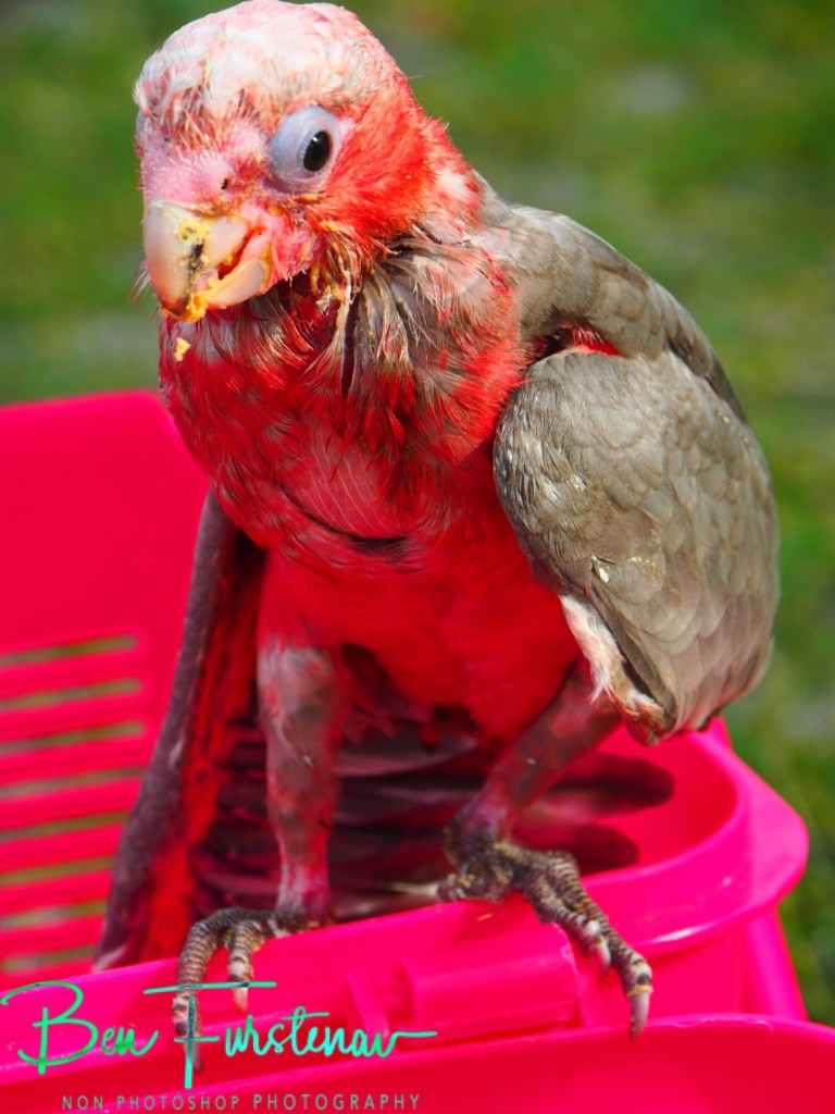 Camden Haven, Mid-North Coast, New South Wales, 