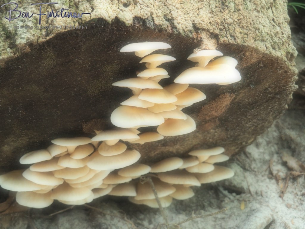 Camden Haven, Mid-North Coast, New South Wales, 