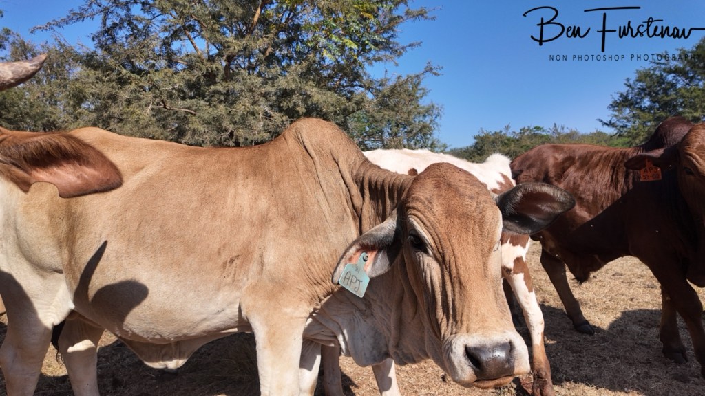 Adendorff Castle, Ingogo, Kwa-Zulu Natal, South Africa