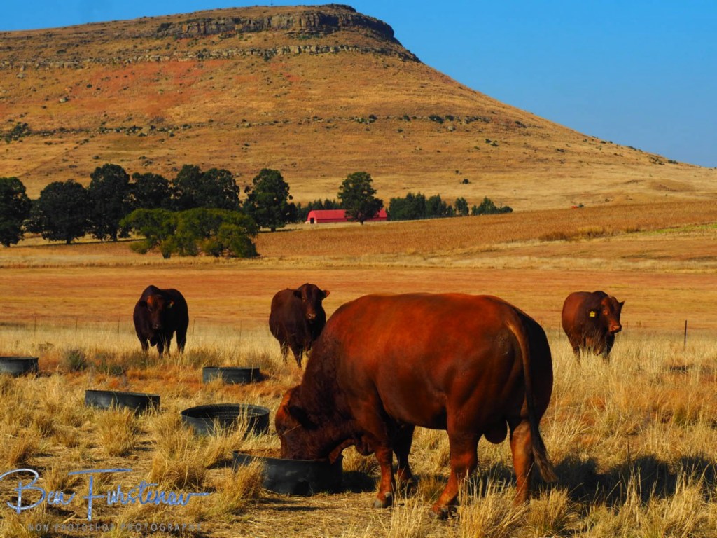 Maarmanshoek, Free State, South Africa, Africa