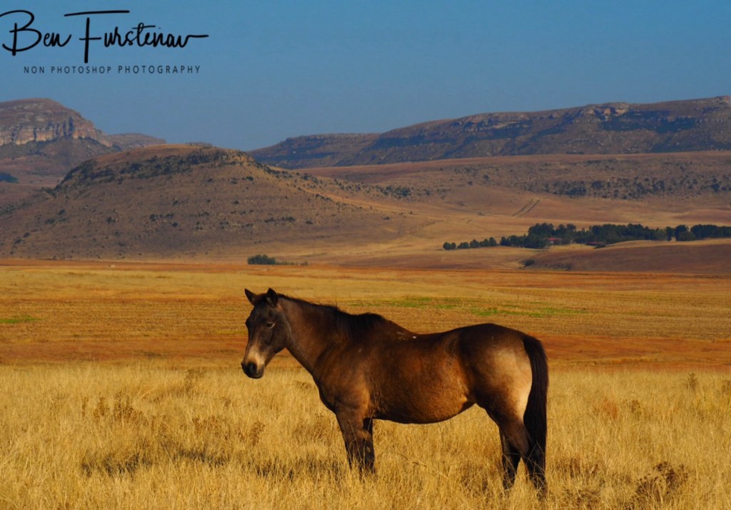 Maarmanshoek, Free State, South Africa, Africa