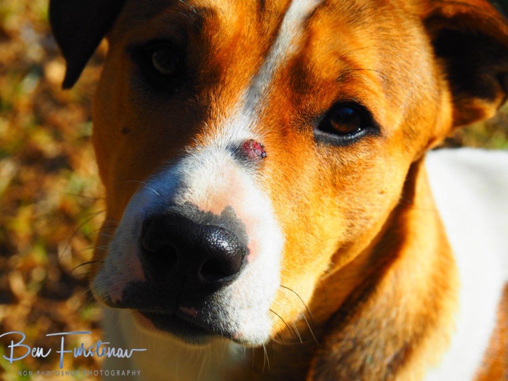 Maarmanshoek, Free State, South Africa, Africa