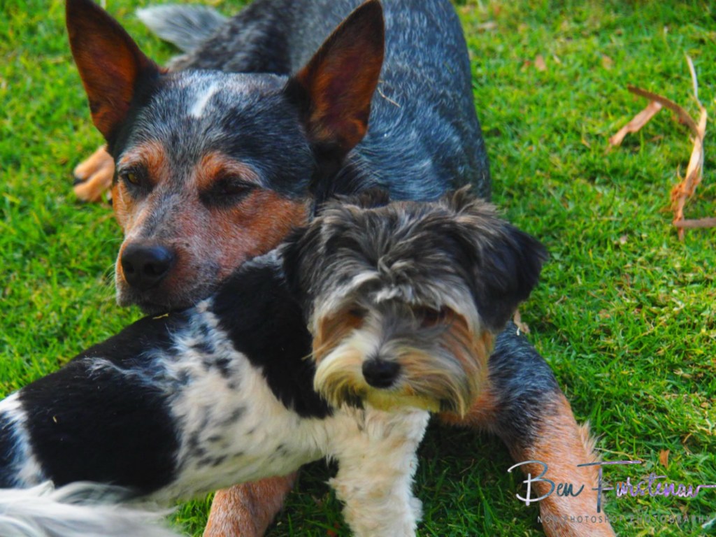 Maarmanshoek, Free State, South Africa, Africa