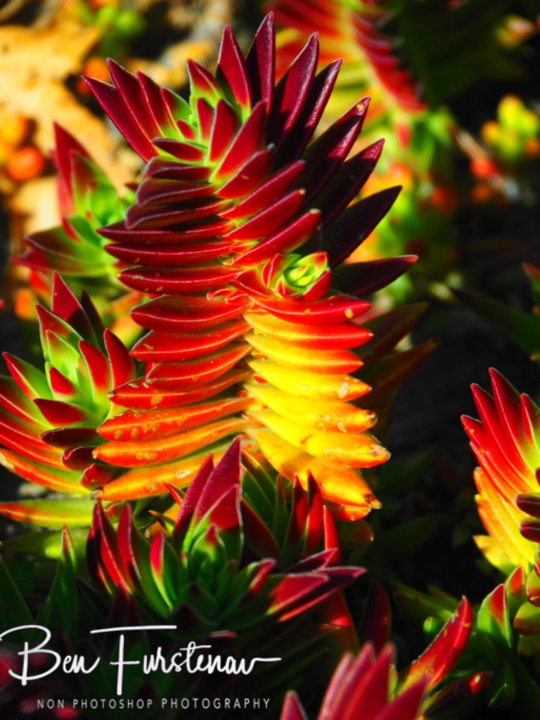 Maarmanshoek, Free State, South Africa, Africa