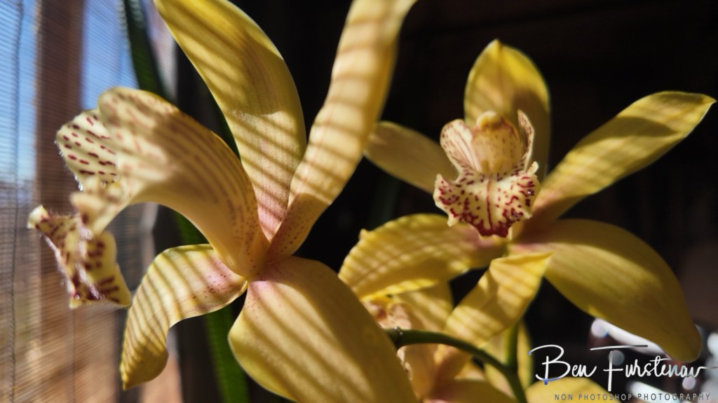 Adendorff Castle, Ingogo, Kwa-Zulu Natal, South Africa, Africa