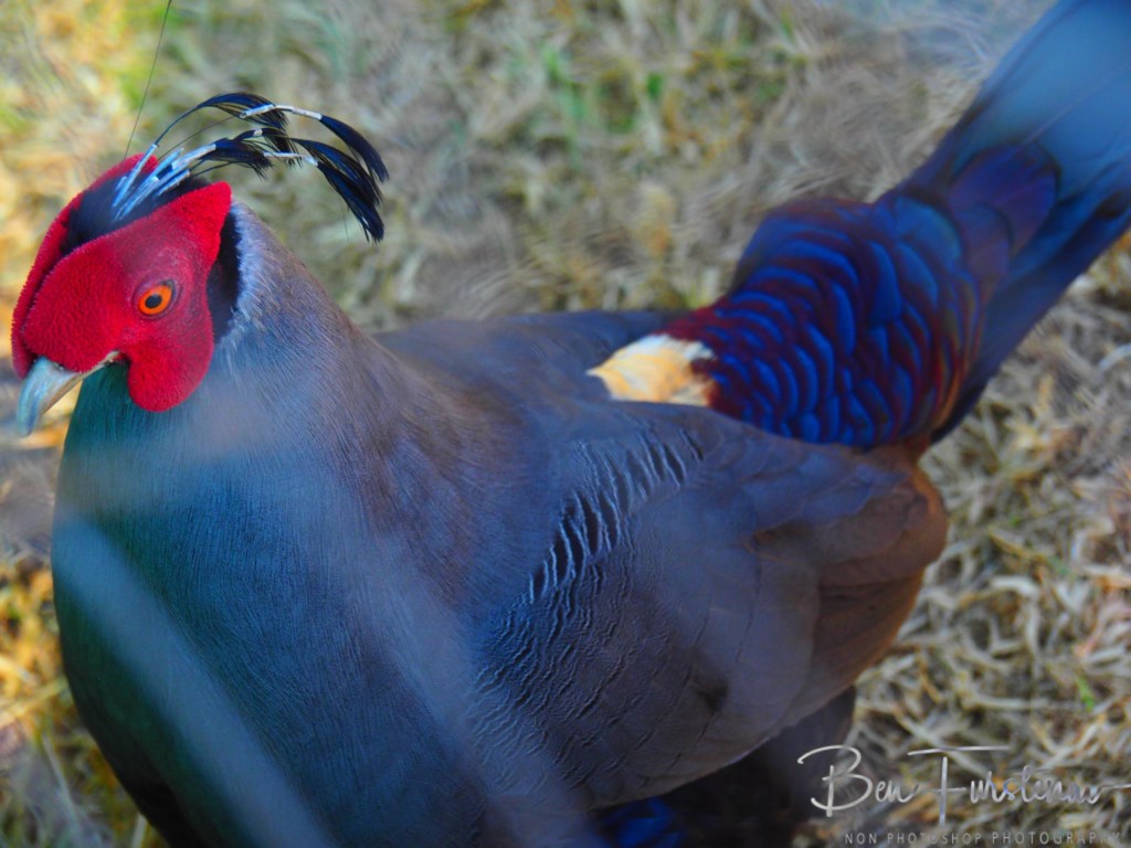 Memel, Free State, South Africa