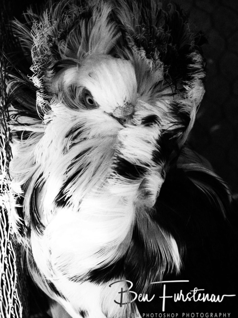 Memel, Free State, South Africa