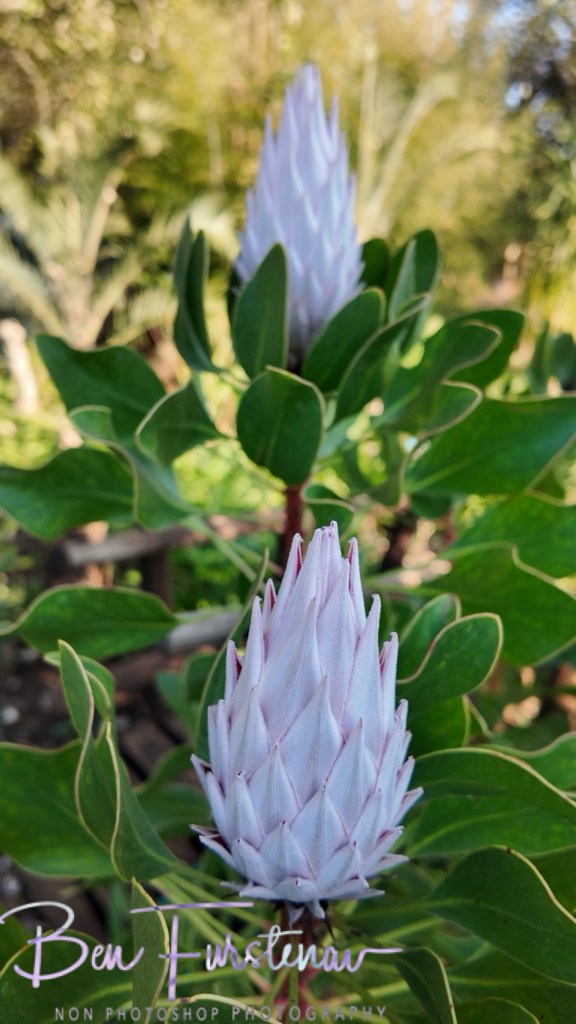 Adendorff Castle, Ingogo, Kwa-Zulu Natal, South Africa, Africa