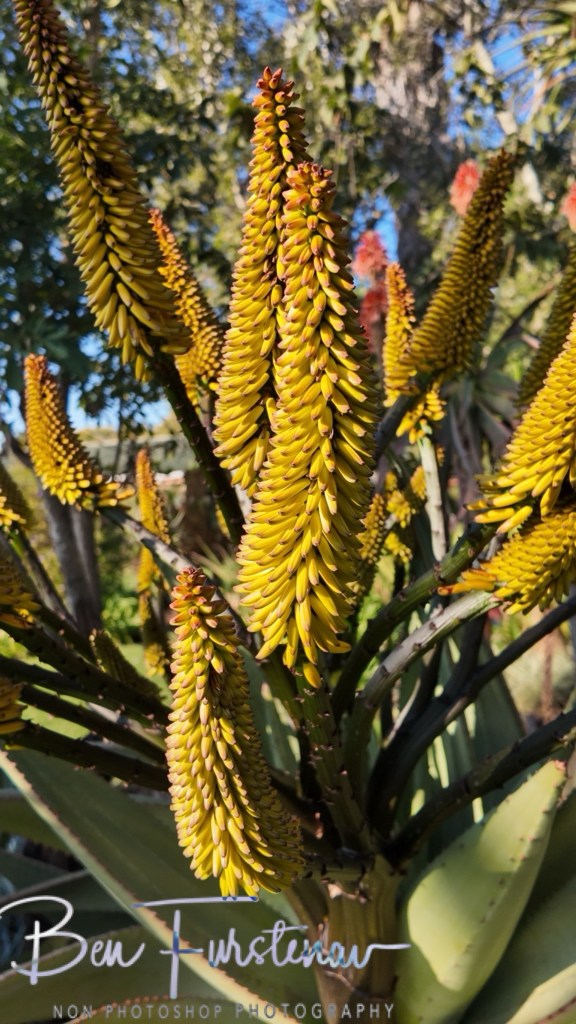 Adendorff Castle, Ingogo, Kwa-Zulu Natal, South Africa, Africa