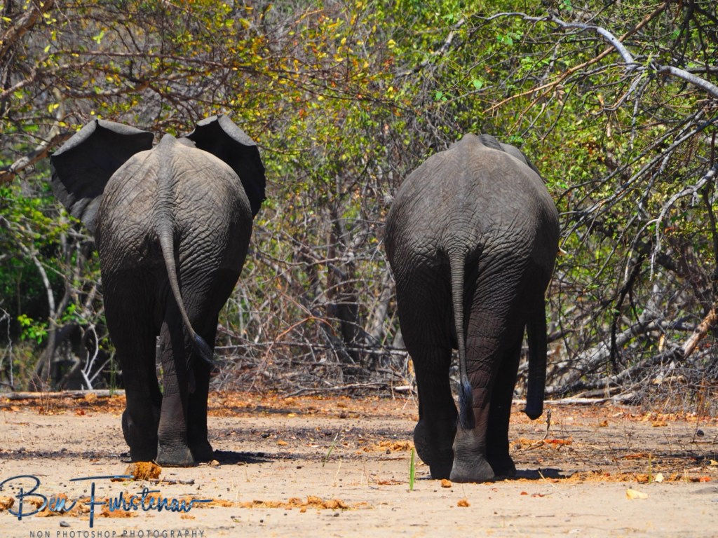 Liwonde National Park, Malawi, Africa