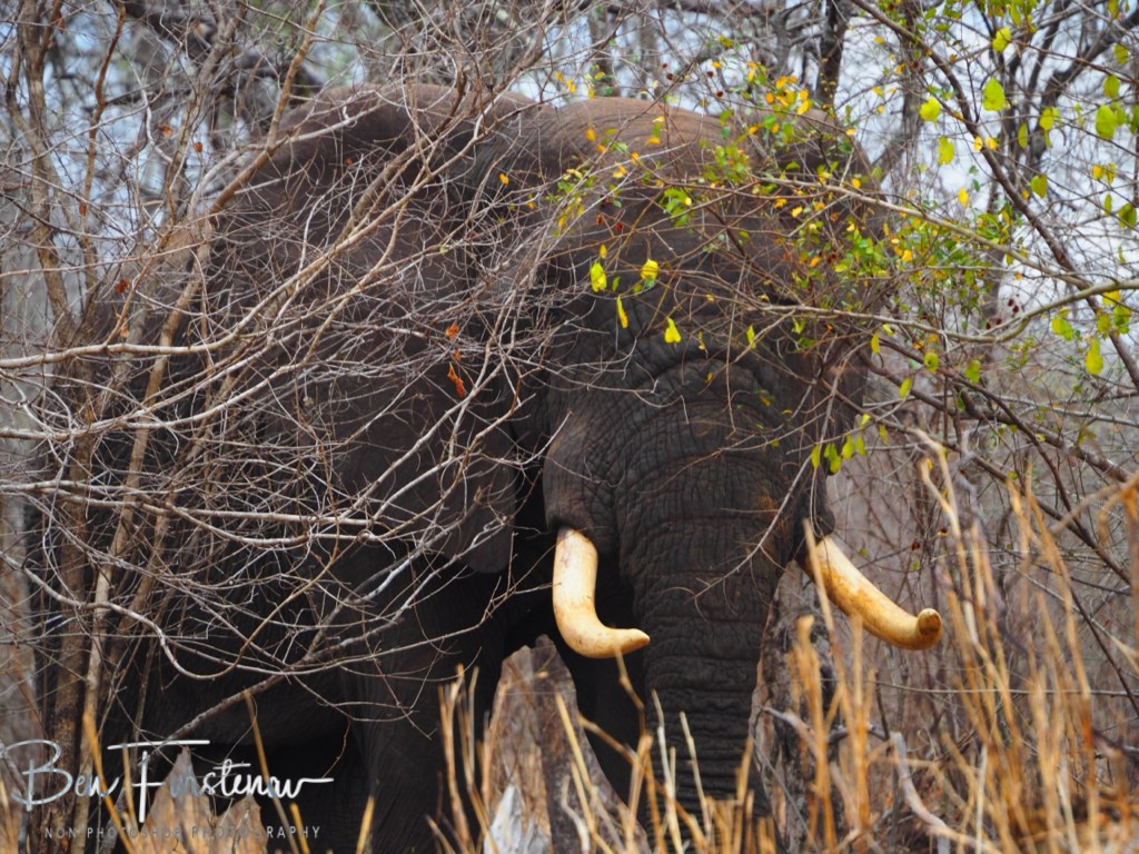 Majete Wildlife Reserve, Malawi, Africa