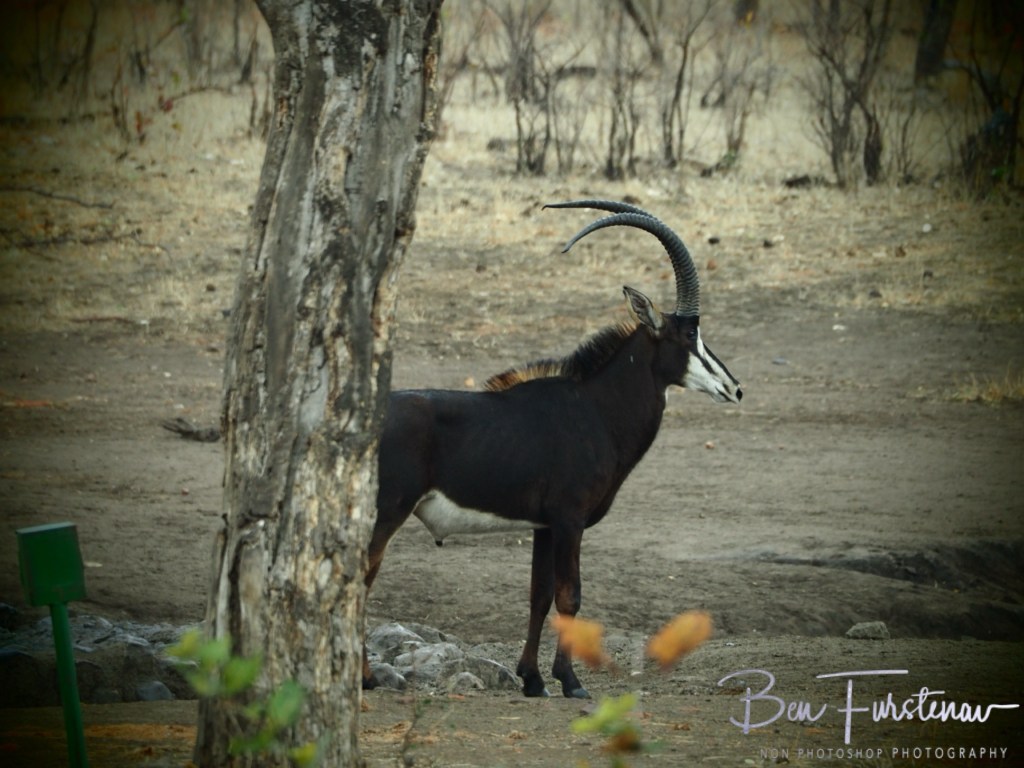 Majete Wildlife Reserve, Malawi, Africa