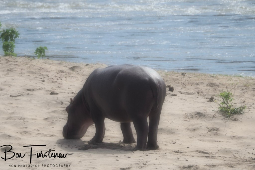 Majete Wildlife Reserve, Malawi, Africa