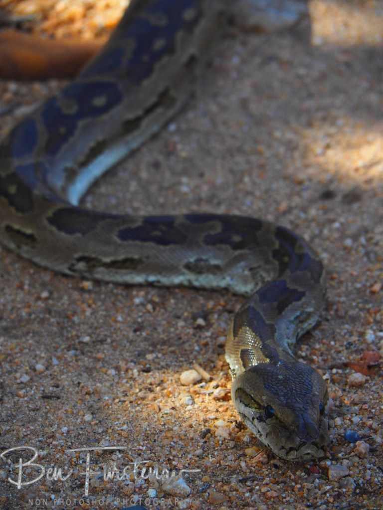 Majete Wildlife Reserve, Malawi, Africa