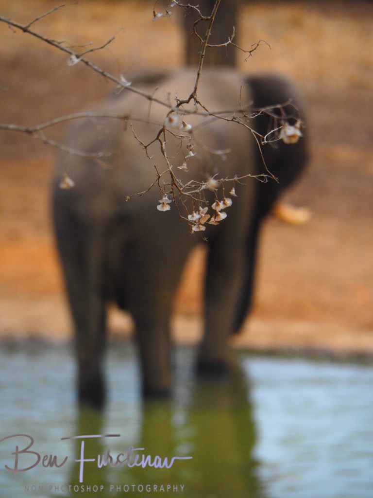 Majete Wildlife Reserve, Malawi, Africa