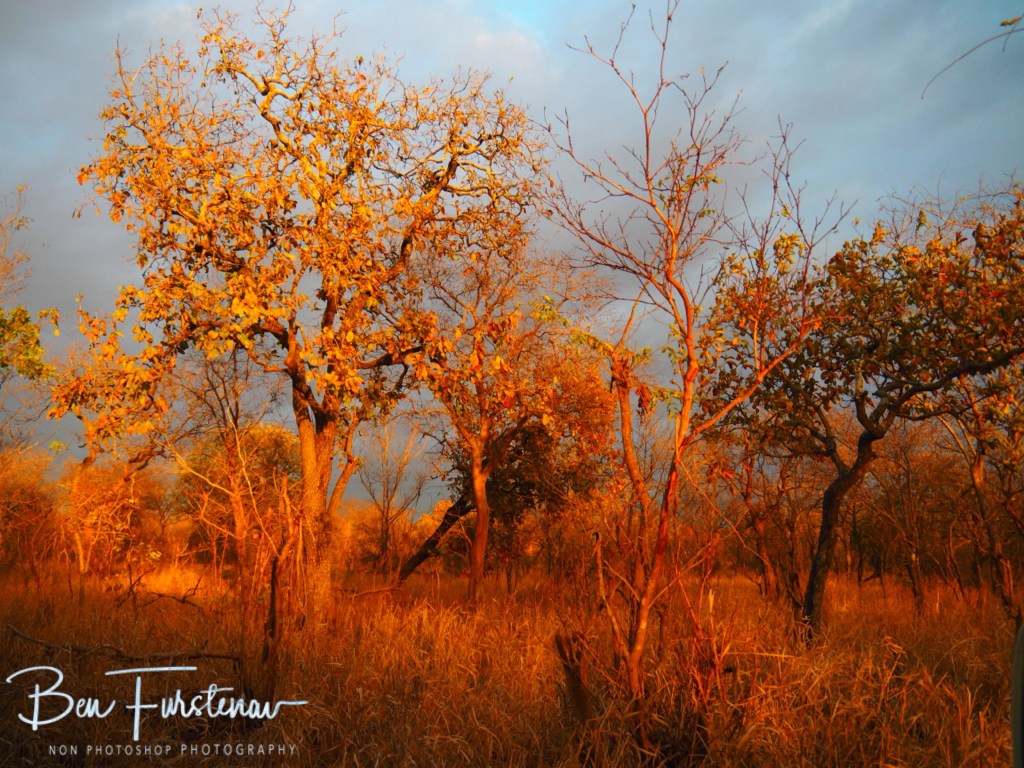 Majete Wildlife Reserve, Malawi, Africa