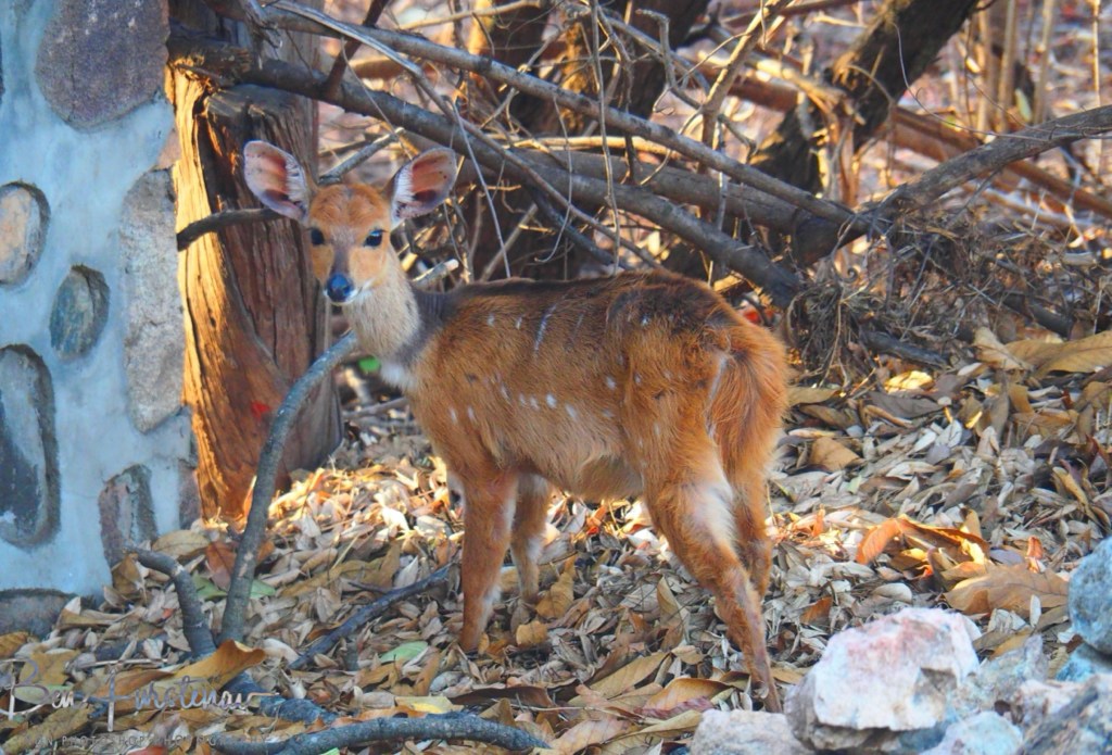 Majete Wildlife Reserve, Malawi, Africa