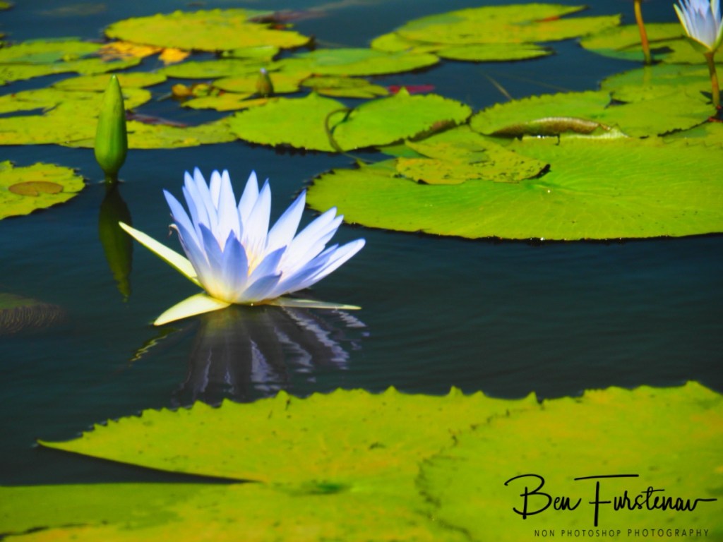Elephant Marsh Reserve, Southern Malawi, Africa