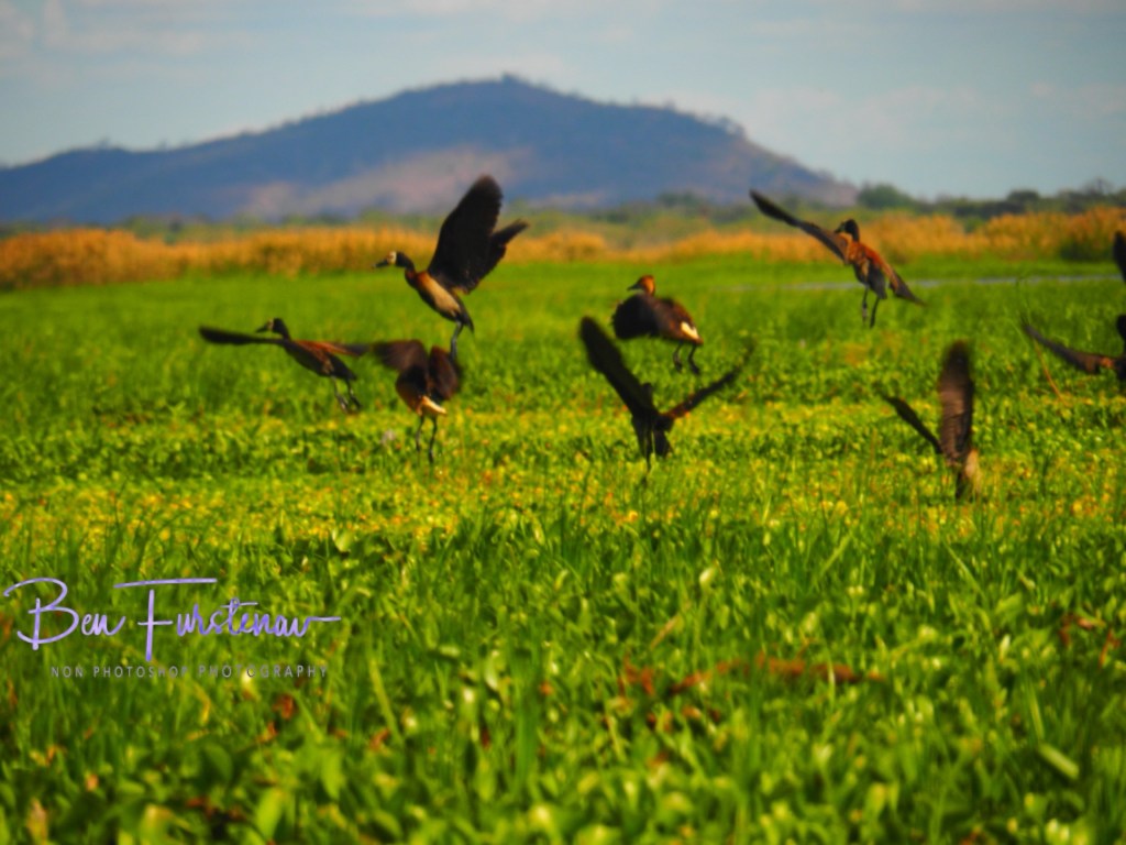 Elephant Marsh Reserve, Southern Malawi, Africa