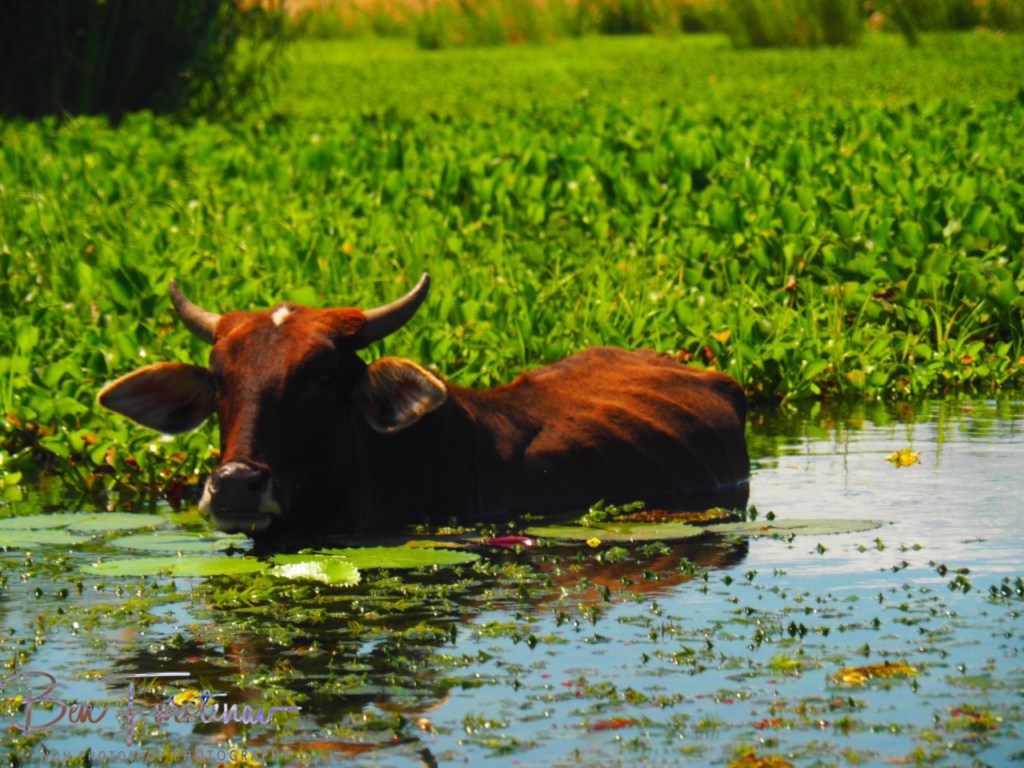 Elephant Marsh Reserve, Southern Malawi, Africa