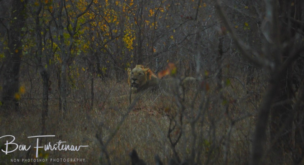 Majete Wildlife Reserve, Malawi, Africa
