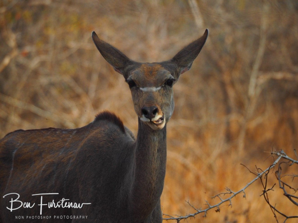 Majete Wildlife Reserve, Malawi, Africa