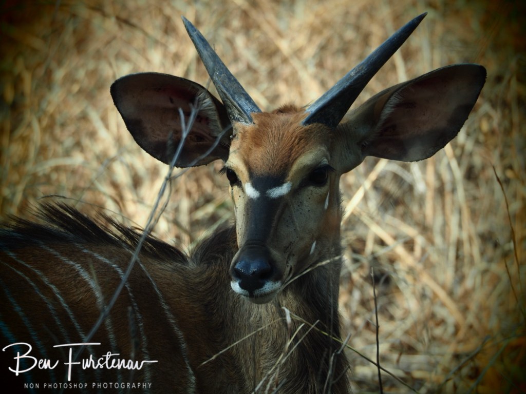 Majete Wildlife Reserve, Malawi, Africa