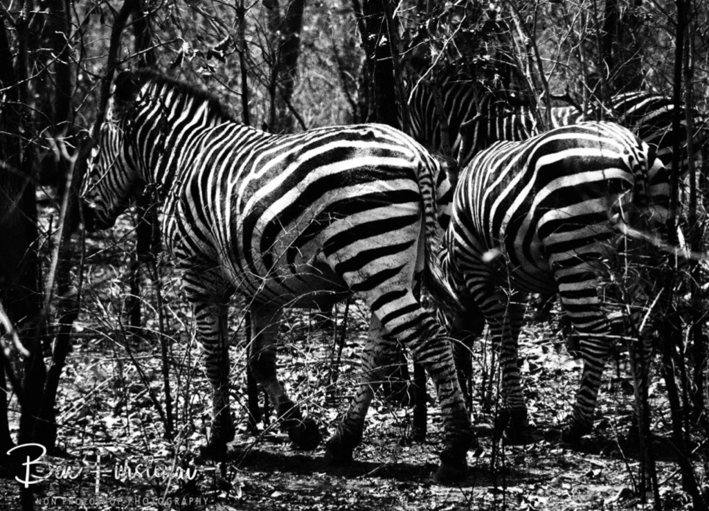 Majete Wildlife Reserve, Malawi, Africa