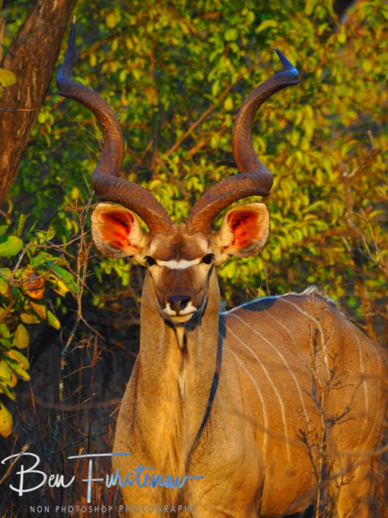 Majete Wildlife Reserve, Malawi, Africa