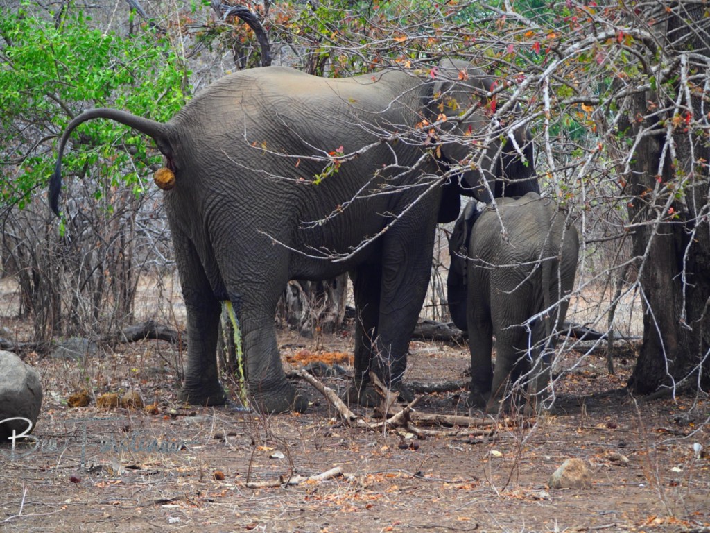 Majete Wildlife Reserve, Malawi, Africa