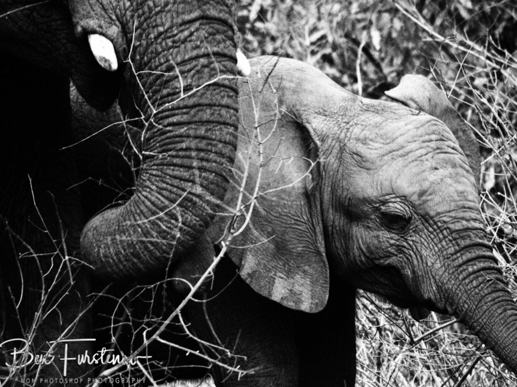 Majete Wildlife Reserve, Malawi, Africa