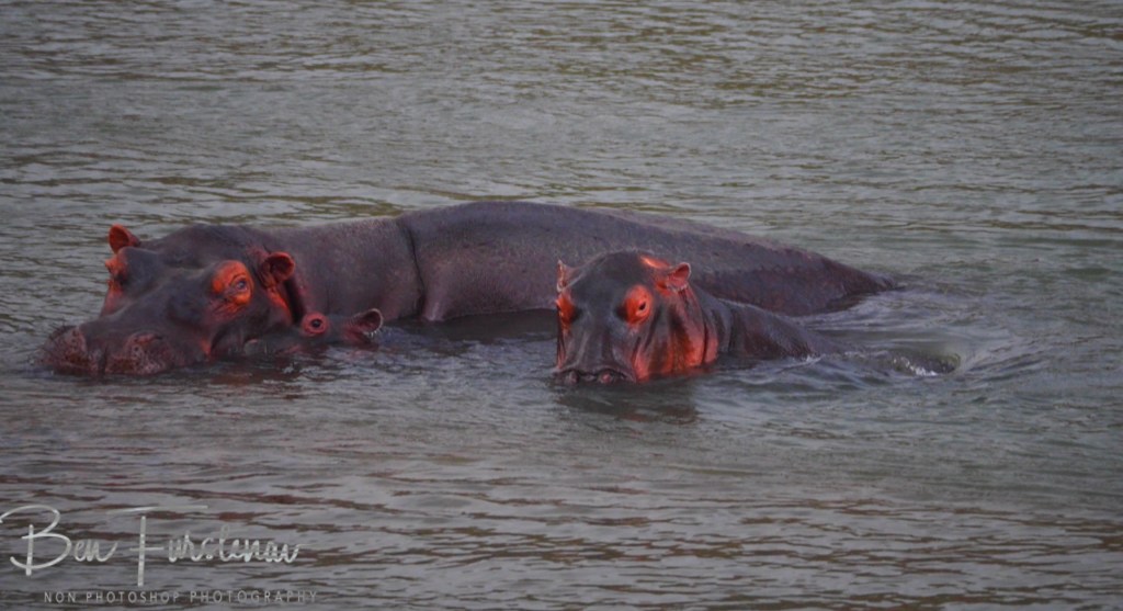 Majete Wildlife Reserve, Malawi, Africa