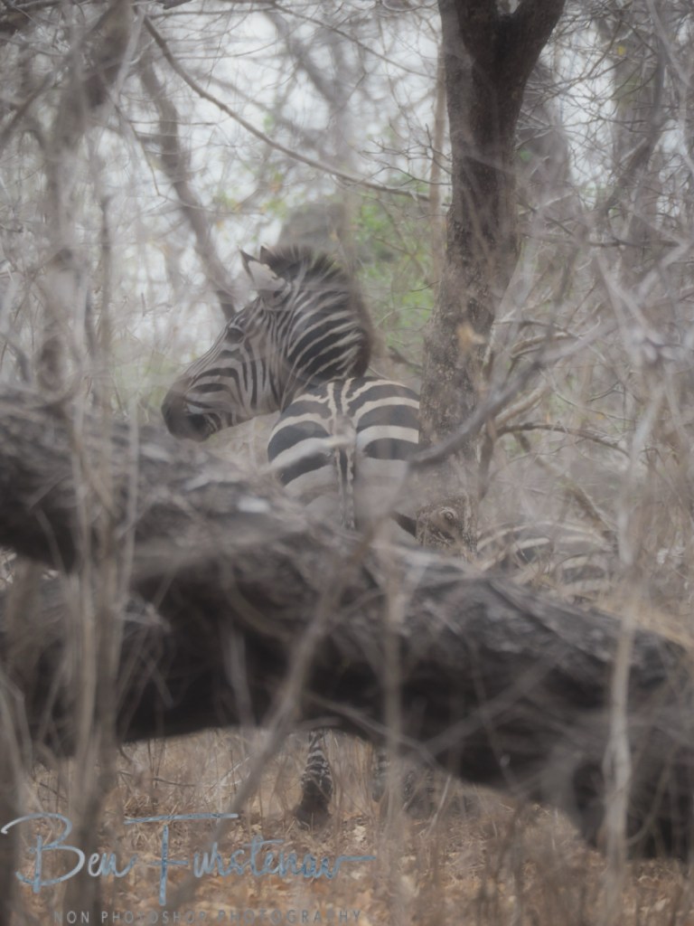 Majete Wildlife Reserve, Malawi, Africa