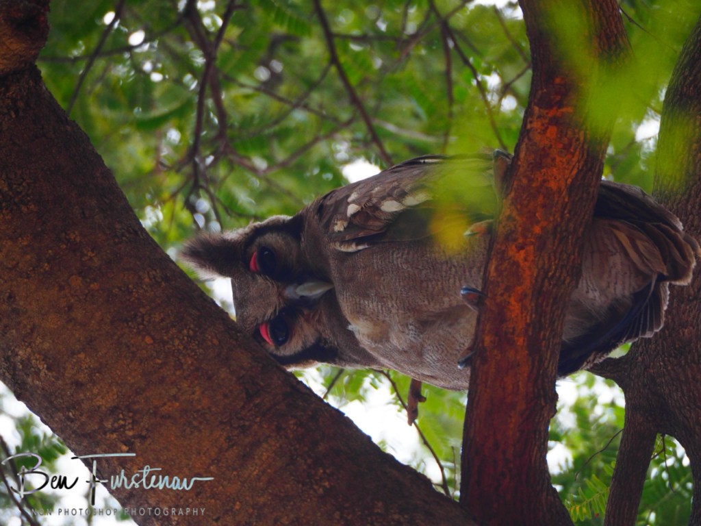 Majete Wildlife Reserve, Malawi, Africa