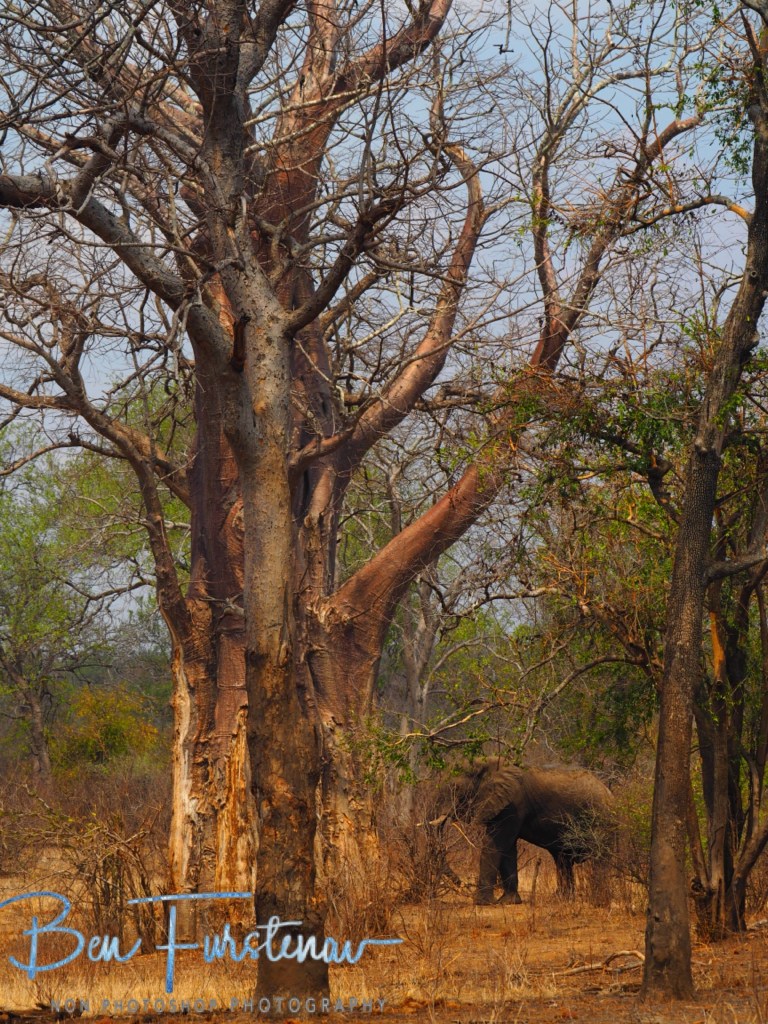 Majete Wildlife Reserve, Malawi, Africa