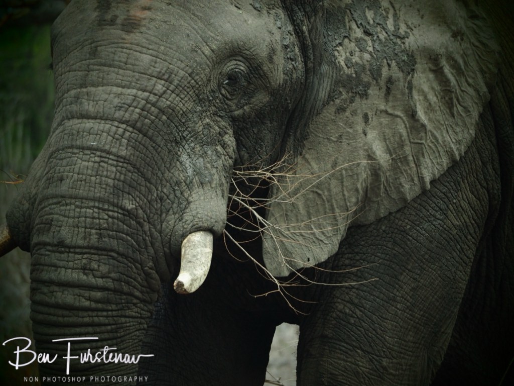 Majete Wildlife Reserve, Malawi, Africa