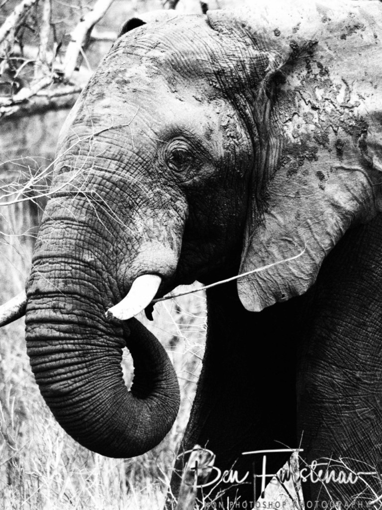 Majete Wildlife Reserve, Malawi, Africa