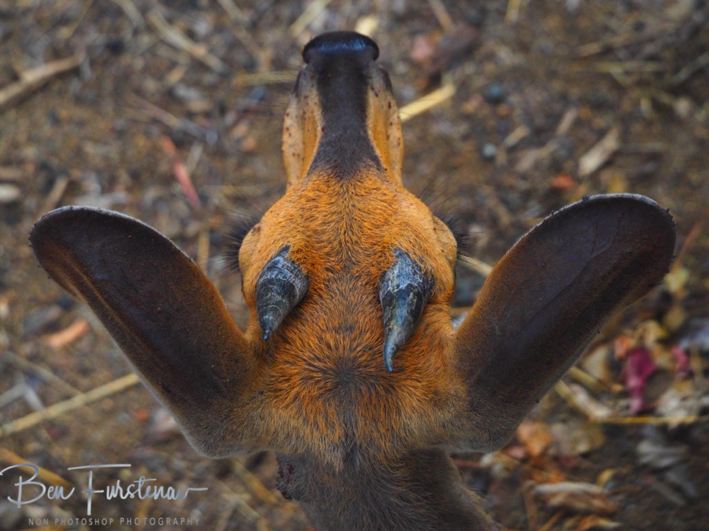 Majete Wildlife Reserve, Malawi, Africa
